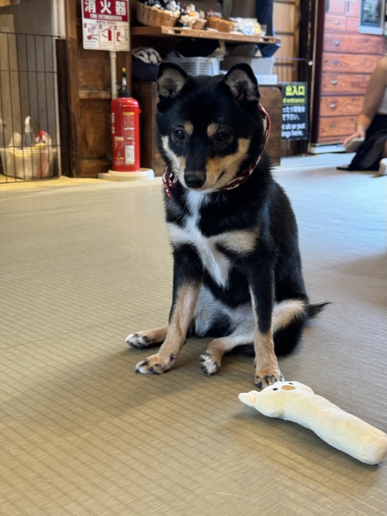 Day 2: Shibuya &&nbsp;Harajuku